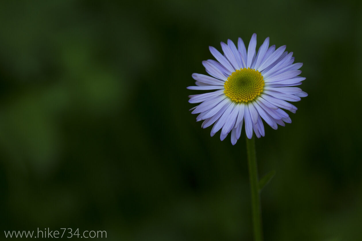 Showy Fleabane