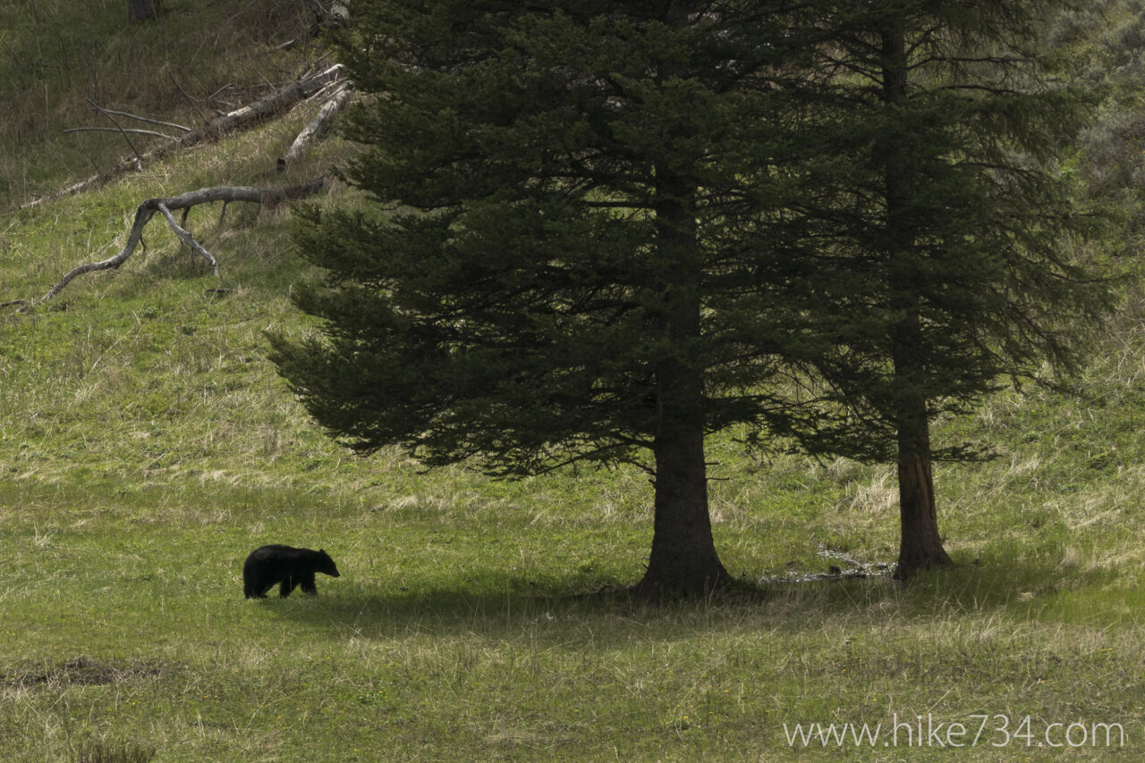 Black Bear