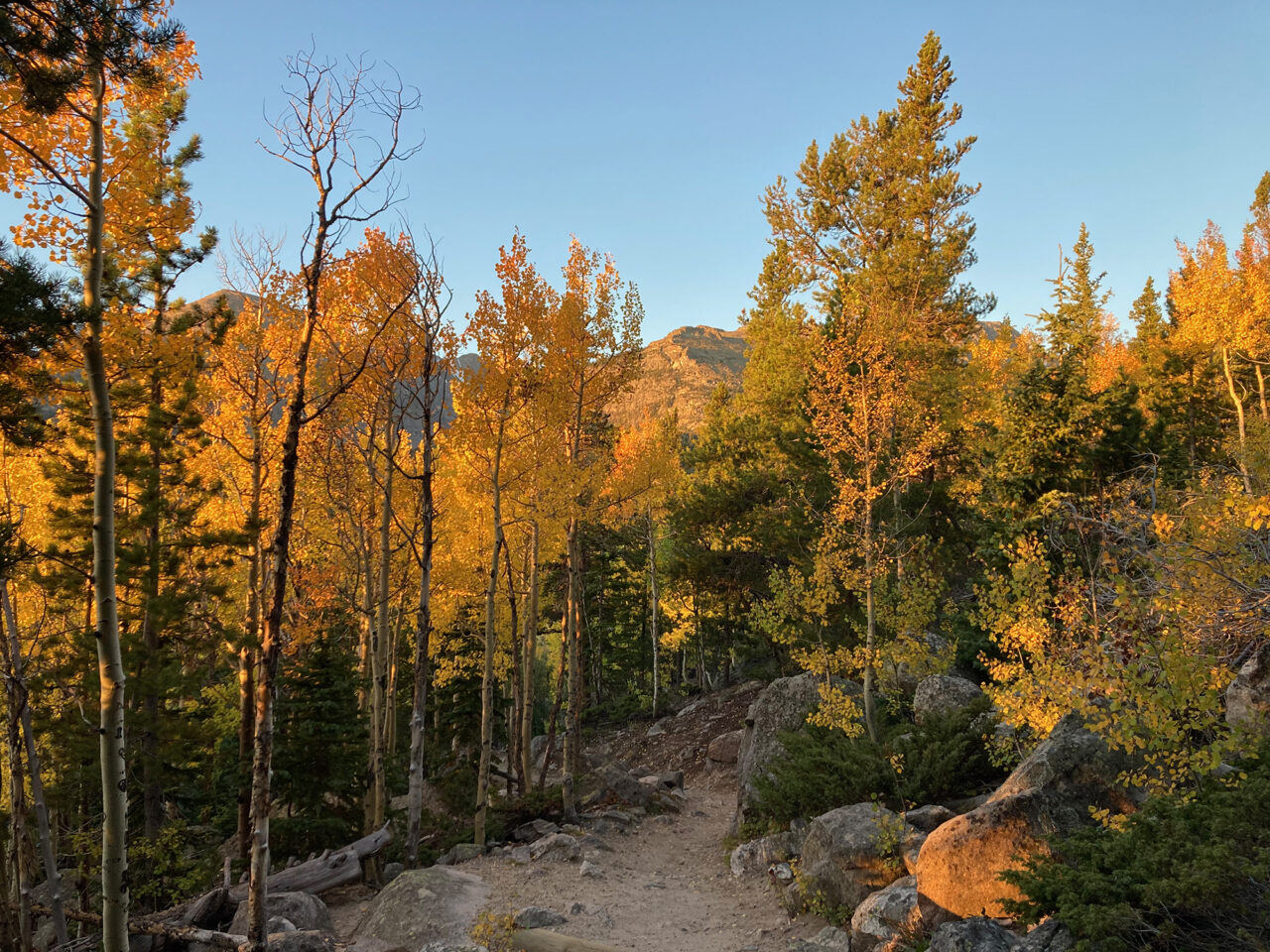 fall-aspen-rmnp