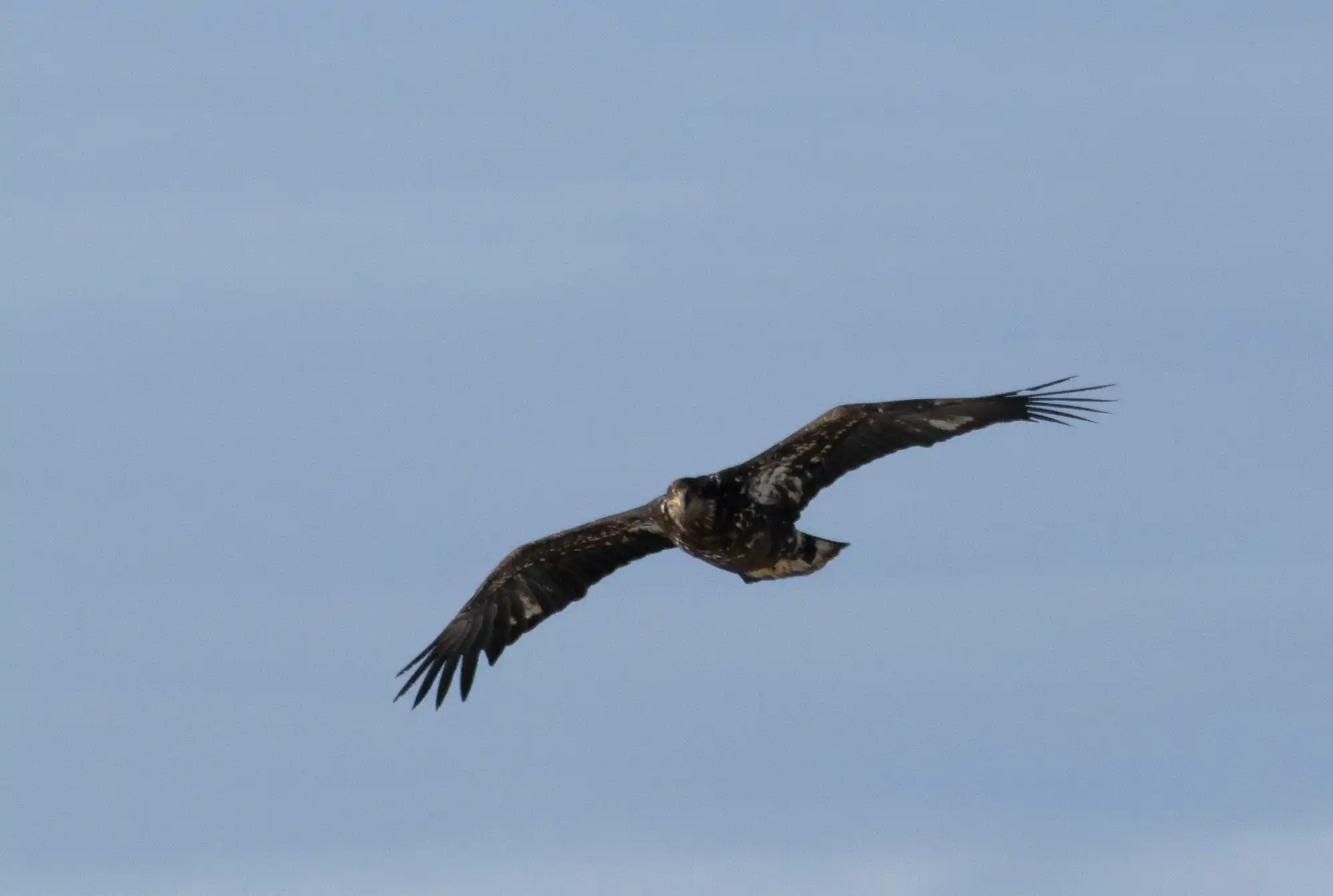 Jewel Basin Hawk Watch 2023