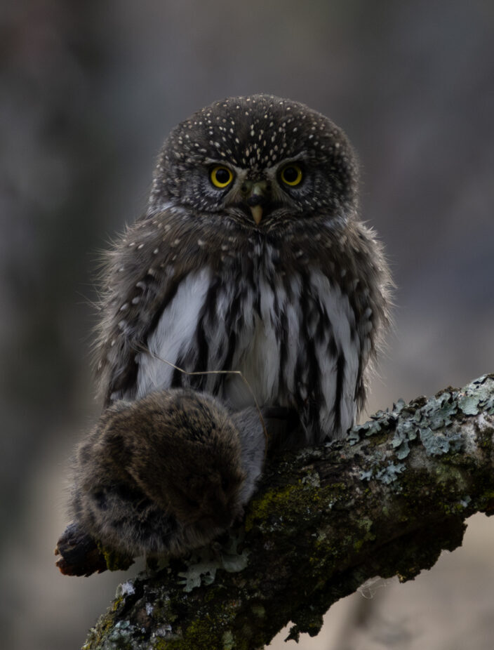 Northern Pygmy-Owl