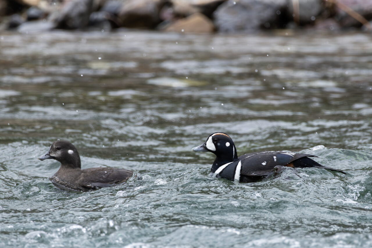 Harlequin Duck pair