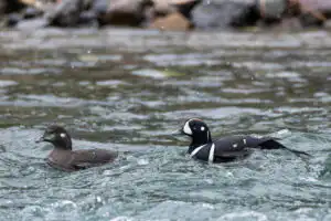 Harlequin Duck pair