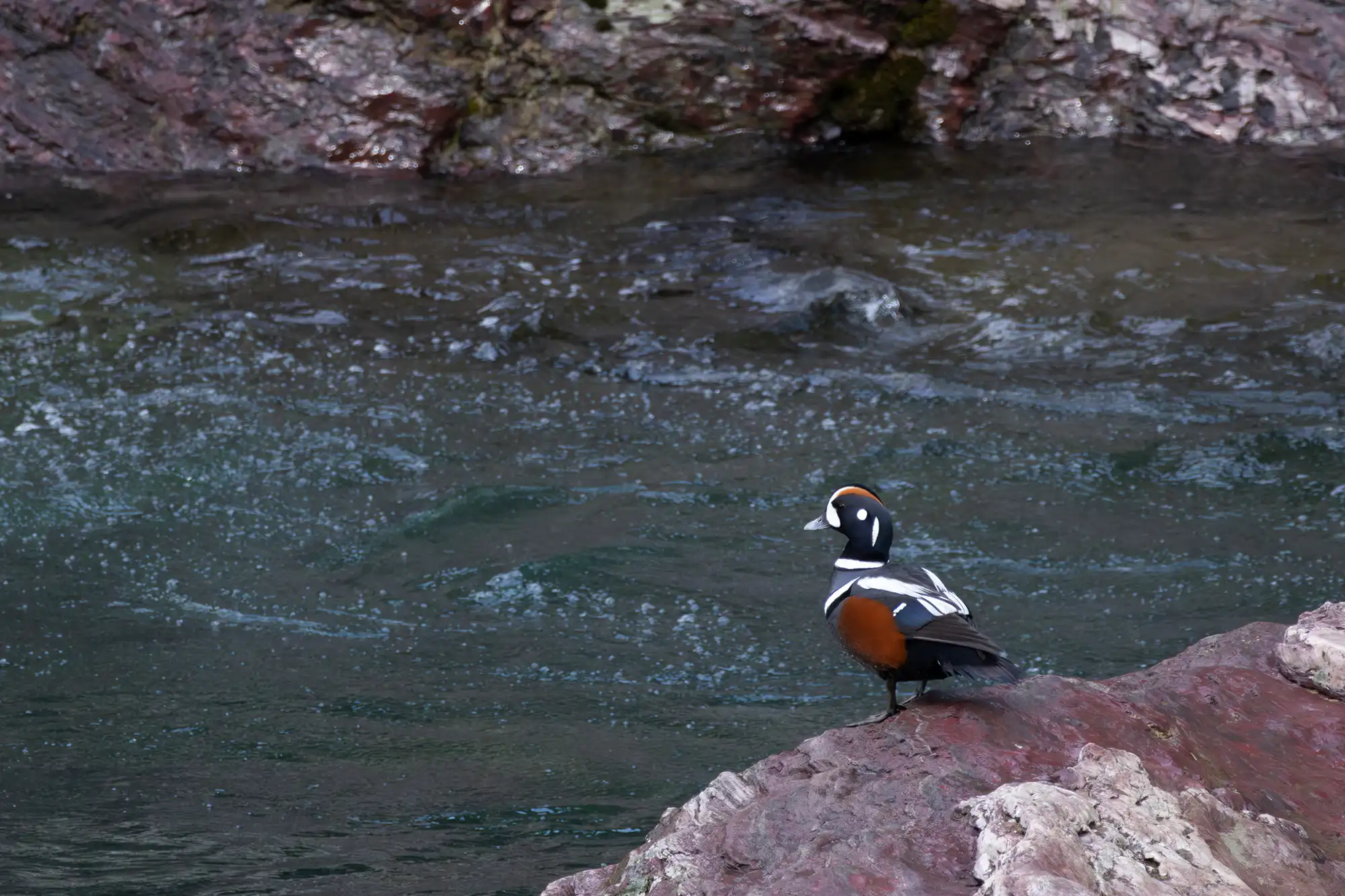 Harlequin Duck male