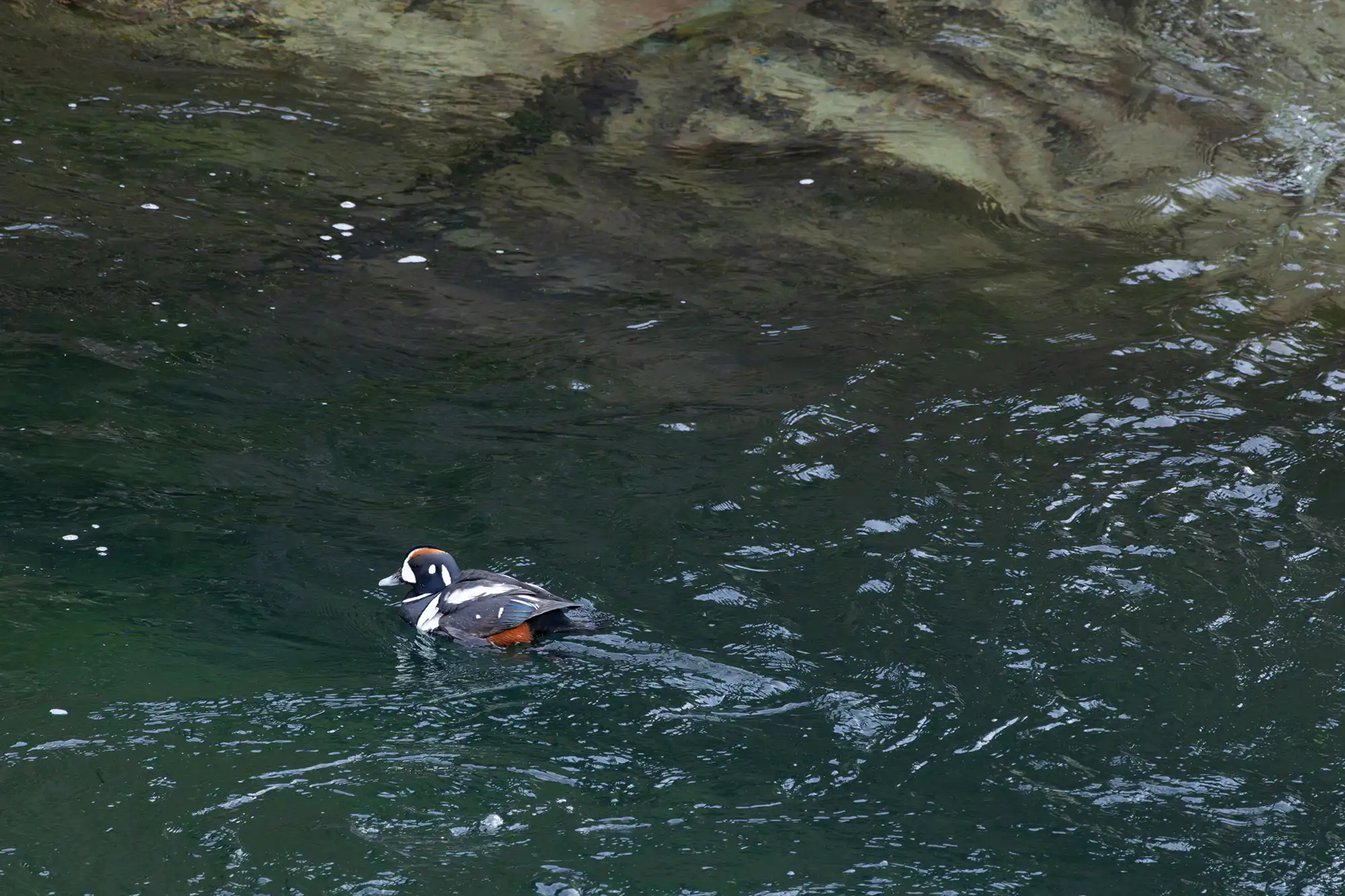 Harlequin Duck male