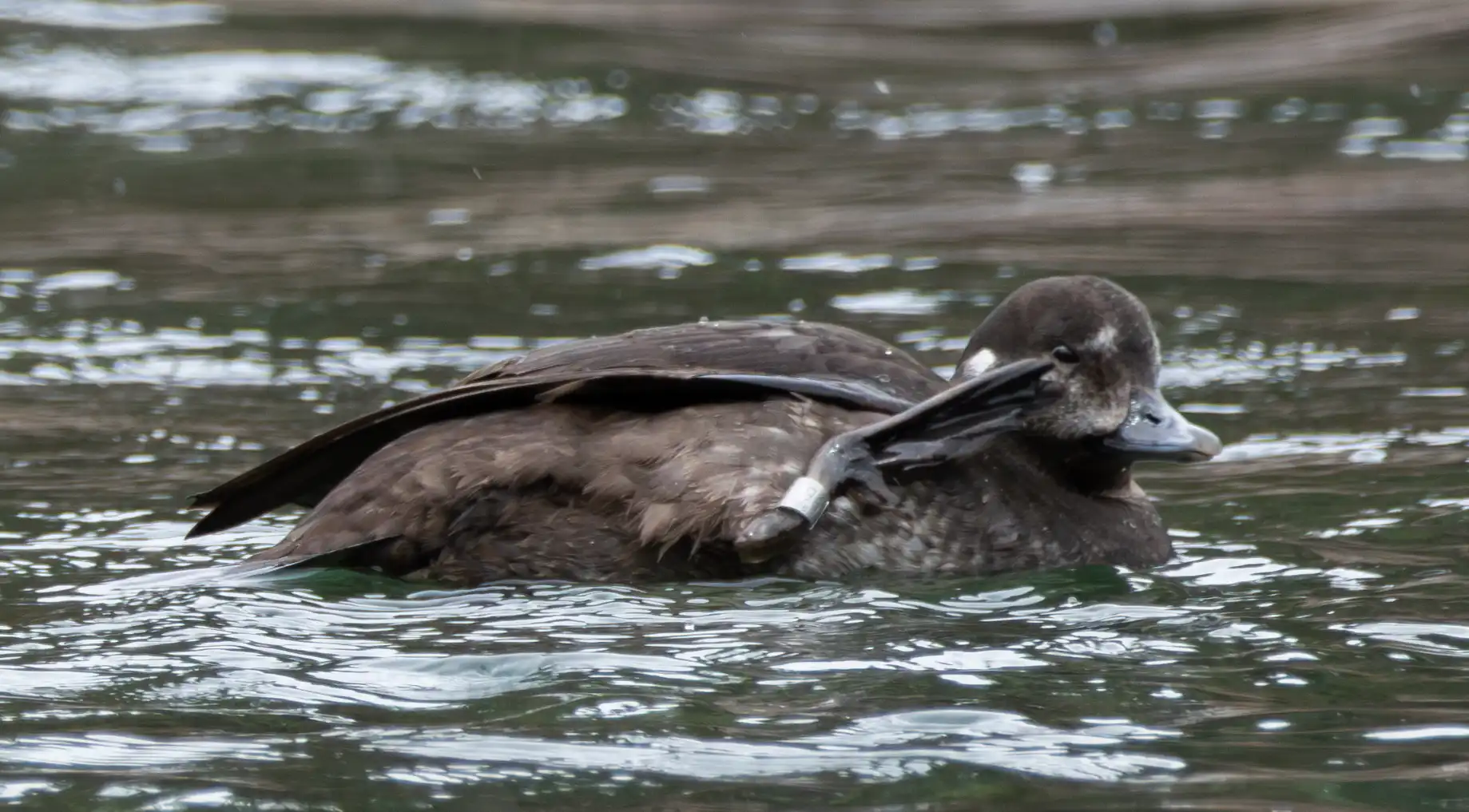 Banded female Harlequin Duck