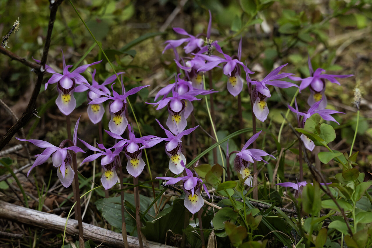 Many Calypso Orchids