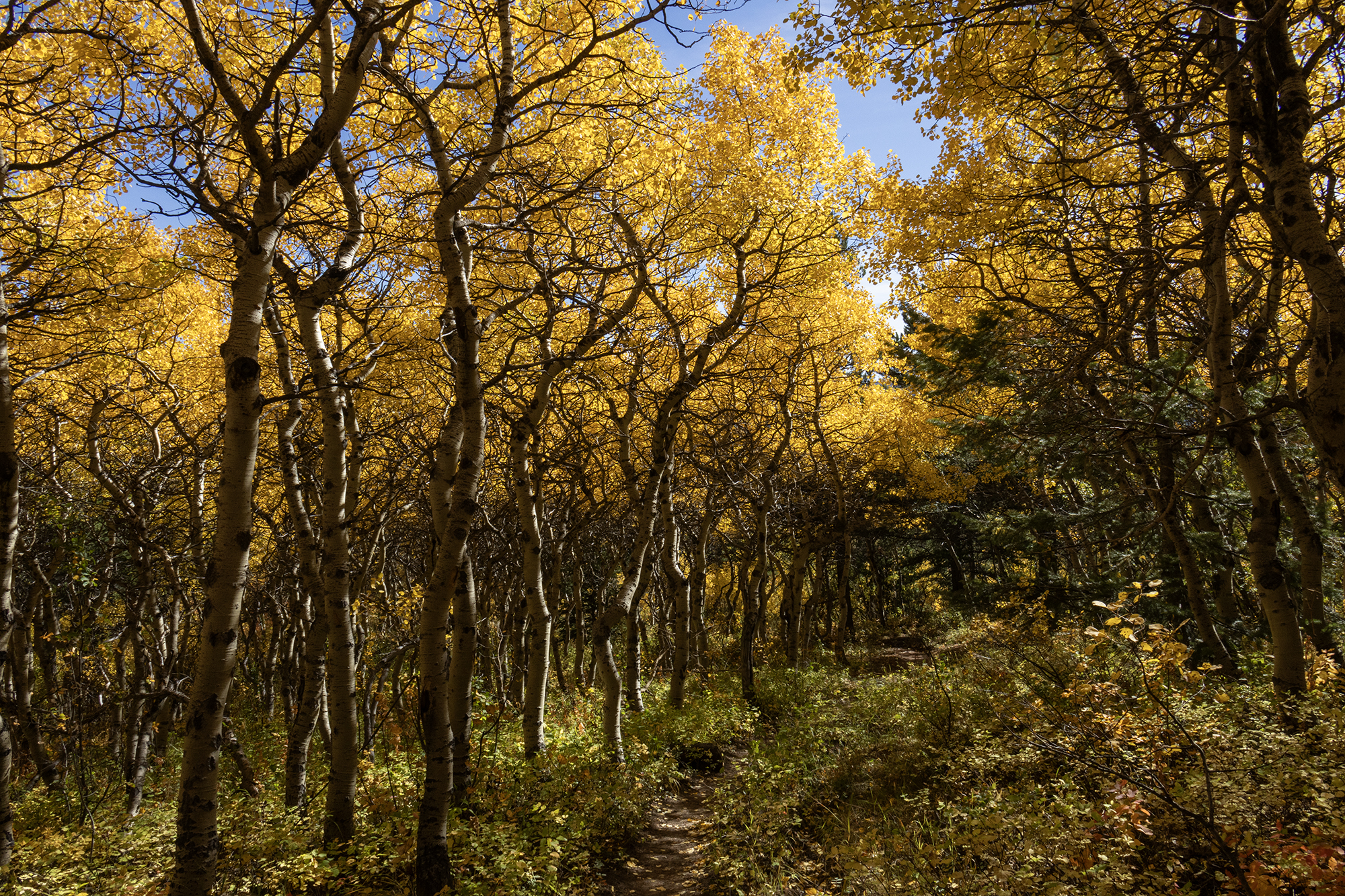 Hiking to Firebrand Pass with the Daily Inter Lake