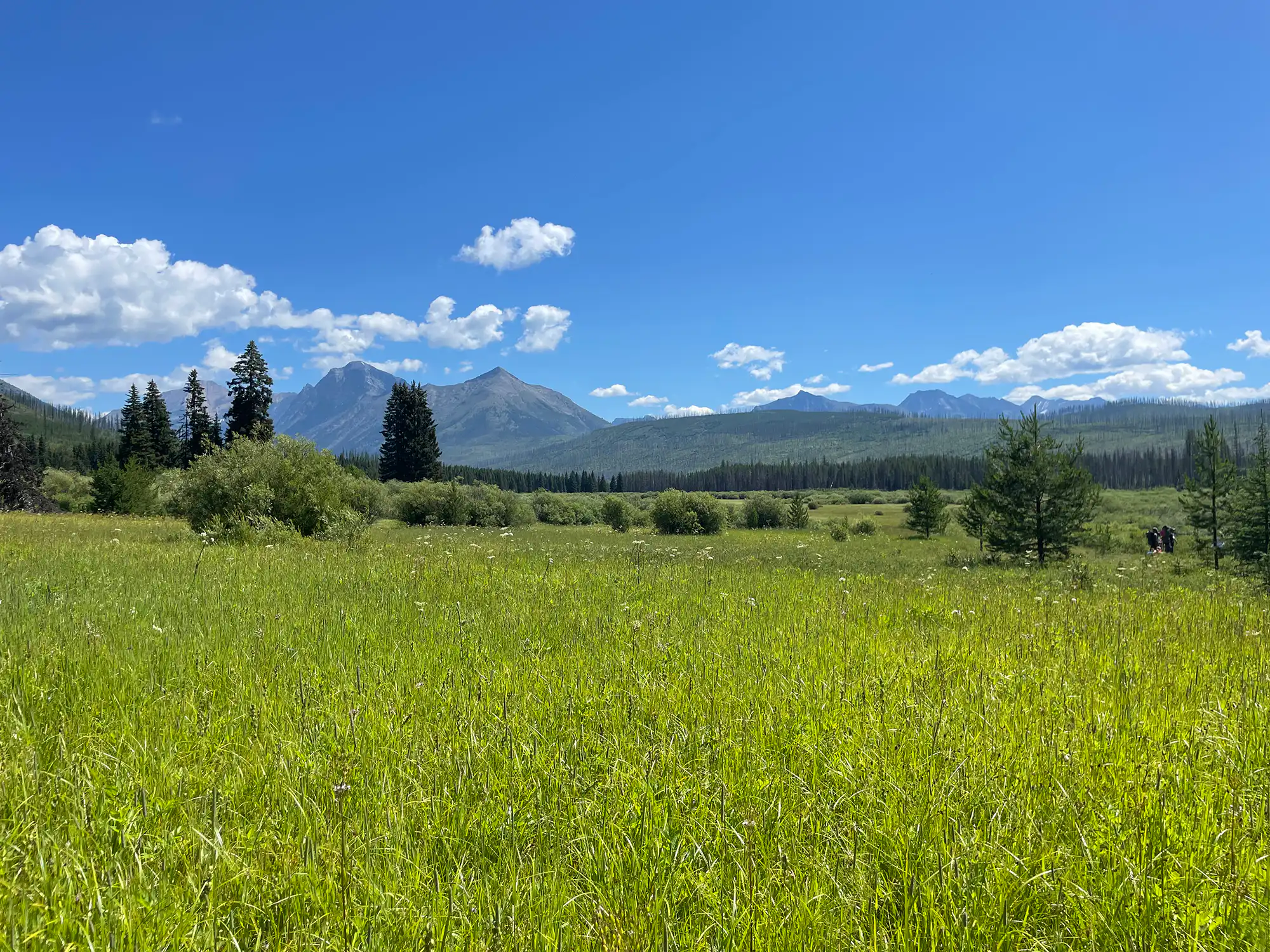 Christensen Meadows 2025