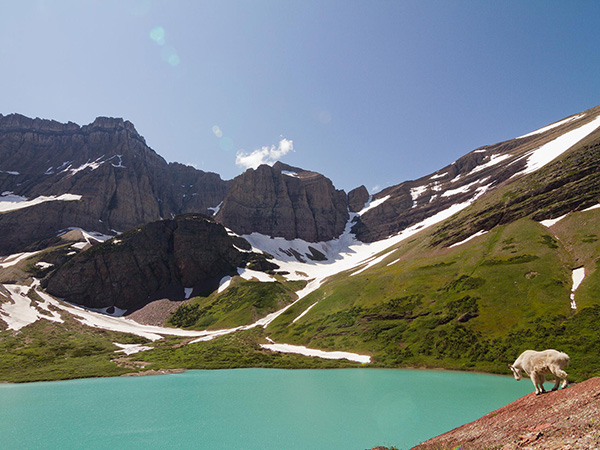 Mountain goat on the shore of the turquoise colored Cracker Lake in Glacier National Park