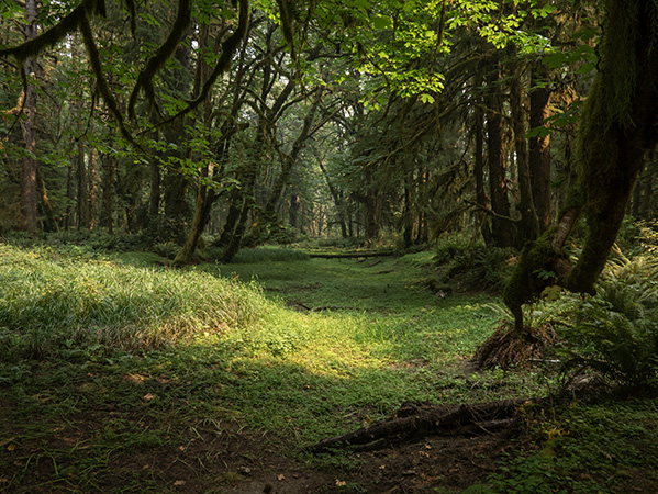 Green, mossy forest of Olympic National Park